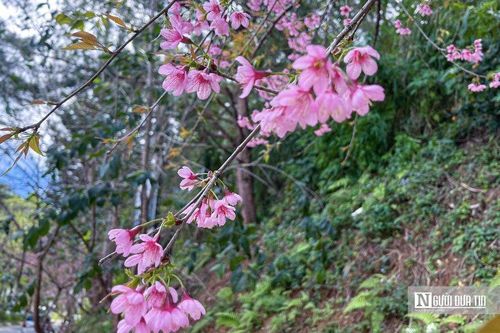 Ngắm hoa mai anh đào nở rộ trên đường phố Đà Lạt