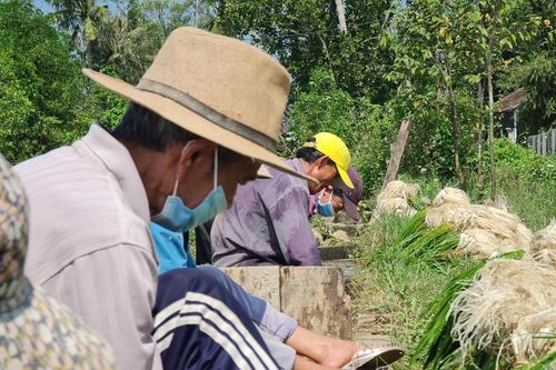 Trồng thứ củ bán Tết đắt như tôm tươi, nông dân thu bộn tiền