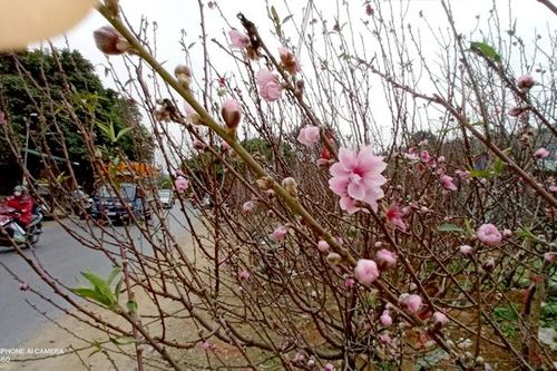 Cận tết ở chợ hoa đào Thẩm Lé