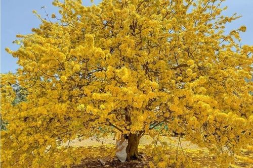 Ngắm cây mai 'độc nhất vô nhị' ở Đồng Nai