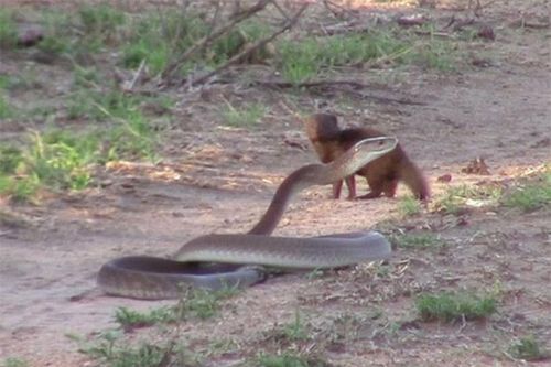 Clip: Chồn mangut liều mạng tấn công rắn mamba khổng lồ