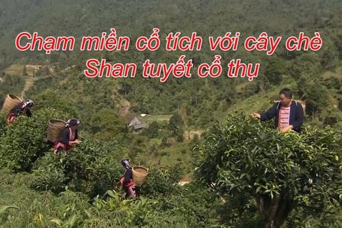Chạm miền cổ tích với cây chè Shan tuyết cổ thụ