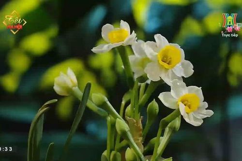 Hoa Thủy Tiên, hoa của mùa Xuân