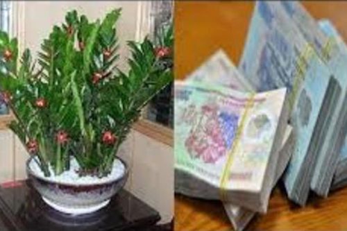 Đừng chỉ đặt hoa cúc, hoa hồng lên bàn thờ: Đây mới là loại cây hút tài lộc, nghe tên đã thấy giàu sang