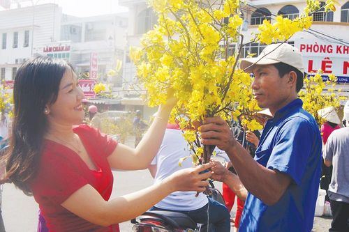 Thương sắc mai vàng phương Nam