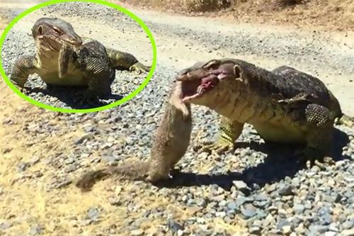 Clip: Kỳ đà khổng lồ nuốt gọn chồn mangut