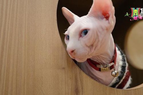 Trải nghiệm quán cà phê mèo 'chanh sả' nhất Hà Nội