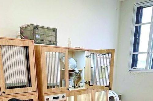 Bí quyết nghề nhân giống mèo thuần chủng
