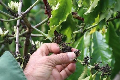 Cà phê nở 'hoa chanh', nông dân trồng cây tỷ đô lo ngay ngáy