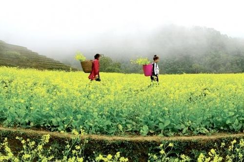 Gắn du lịch với nông nghiệp