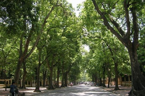 Hà Nội đặt mục tiêu trồng 250.000 cây xanh trong dịp Xuân Quý Mão