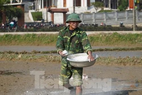 Mùng 5 Tết, nông dân Hà Tĩnh xuống đồng gieo mạ lấy may