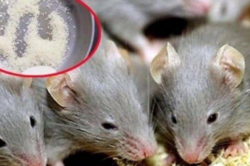 Trộn gạo với thứ này rồi đặt ở góc nhà, tống cổ cả đàn chuột 'một đi không trở lại'