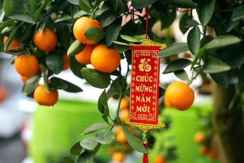 Chuyên gia tiết lộ lý do không được vặt quả quất cảnh chơi Tết để ăn