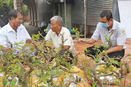 Phát triển nông nghiệp đô thị từ cây mai vàng