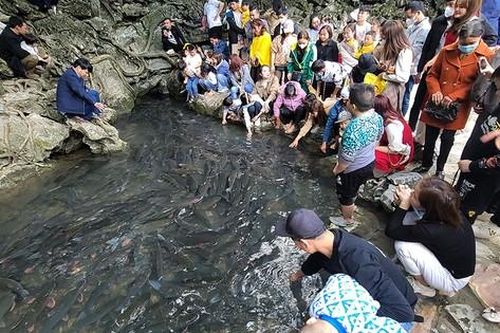 Hàng nghìn du khách đổ về thăm suối cá thần trong năm mới