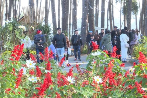 Cao nguyên Mộc Châu đón khoảng 20.000 lượt khách đến du Xuân