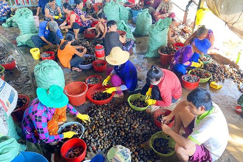 'Tập đoàn' lể ốc vùng biên