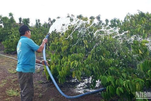 Nông dân Đắk Lắk tất bật chăm sóc vườn cà-phê sau Tết Nguyên đán Quý Mão