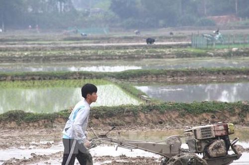 Nông dân xuống đồng sau Tết, ước mong một vụ mùa bội thu