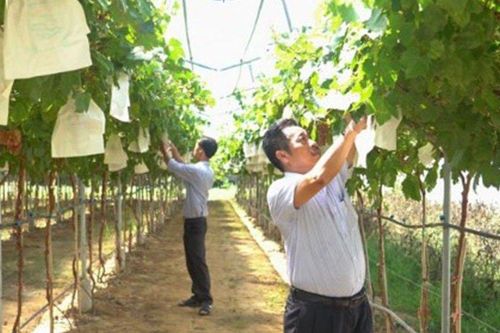 Ninh Thuận: Triển vọng nâng cao hiệu quả kinh tế từ cây nho