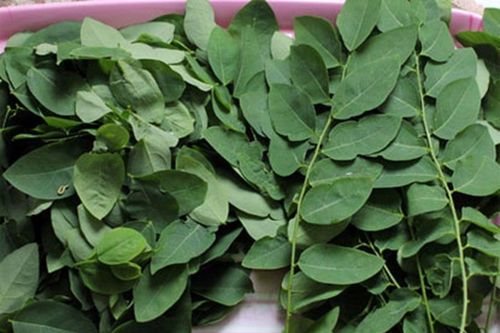 Thấy rau ngót có màu này 99% đã bị phun thuốc kích thích chị em nội trợ hãy tránh xa ngay