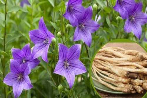 Cát cánh, vị thuốc hỗ trợ chữa viêm họng, viêm amidan