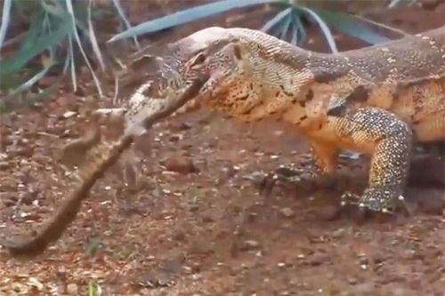 Clip: Vừa chào đời, cá sấu con đã bị kỳ đà xơi tái