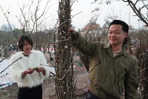 Thú chơi hoa lê, hoa mận sau Tết