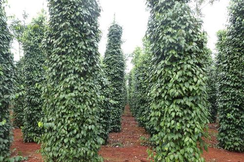 Giá tiêu hôm nay 31/1: Vụ thu hoạch mới tại Bà Rịa-Vũng Tàu kém khả quan