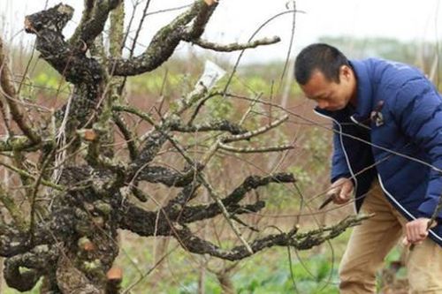 Chăm sóc đào sau Tết, cần lưu ý gì để năm sau ra hoa chỉ việc chơi lại