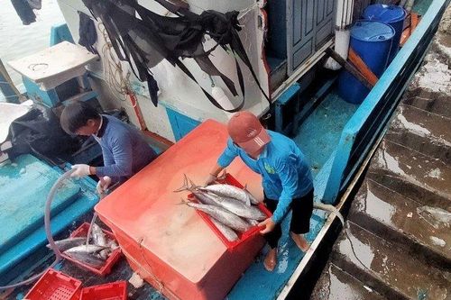 Khánh Hòa: Ngư dân phấn khởi vì tàu đánh bắt xuyên Tết có 'lộc biển'