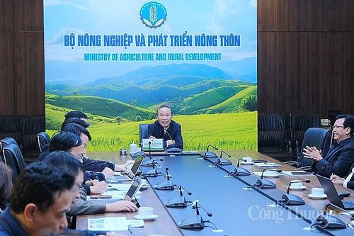 Vắc xin dịch tả heo châu Phi dự kiến sẽ được sử dụng rộng rãi trong tháng 2/2023