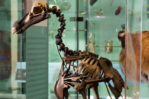 Tham vọng hồi sinh chim dodo