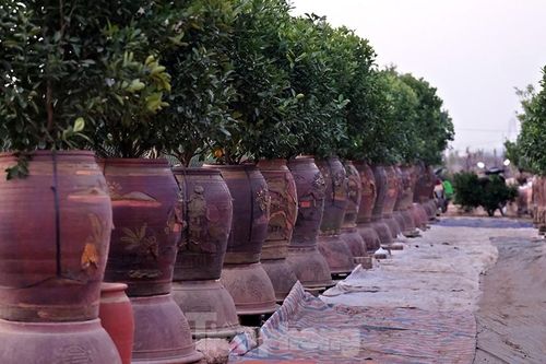 Người dân làng Tứ Liên tất bật trồng mới quất cảnh sau Tết