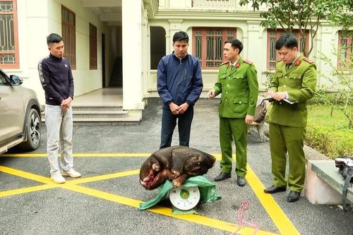 Bắt giữ đối tượng đặt bẫy Sơn Dương quý hiếm mang đi bán