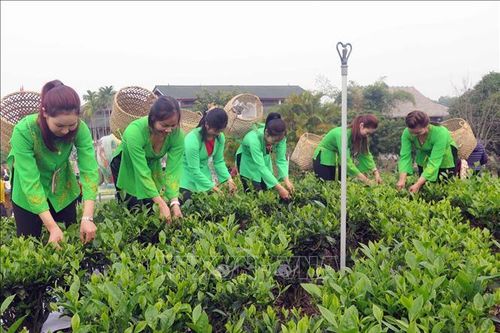 Lễ hội 'Hương sắc trà Xuân - vùng chè đặc sản Tân Cương'