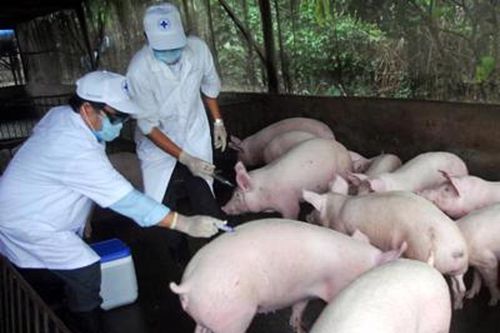 Việt Nam đã có thêm sản phẩm vaccine dịch tả lợn châu Phi thứ hai