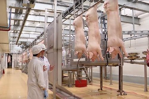 Giá lợn giảm sâu đẩy nhiều đại gia chăn nuôi vào thua lỗ