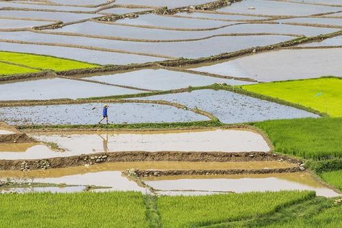 78,4% diện tích gieo cấy khu vực Trung du và Đồng bằng Bắc Bộ đã có nước đổ ải