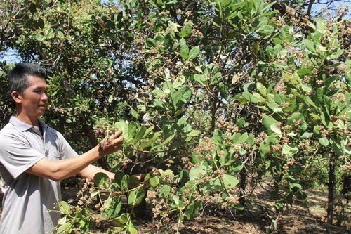 Gia Lai: Nông dân lo lắng mùa điều thất thu