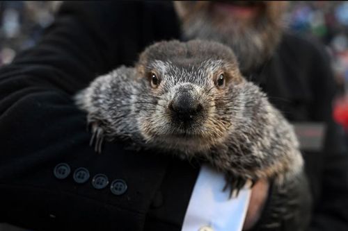 Chuột chũi Punxsutawney Phil đã sai