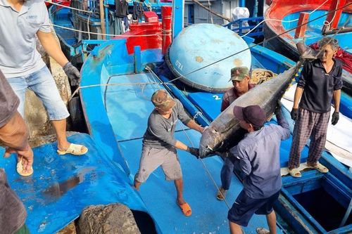 Ngư dân câu cá ngừ chỉ mong 'lấy công làm lãi' ngày đầu năm