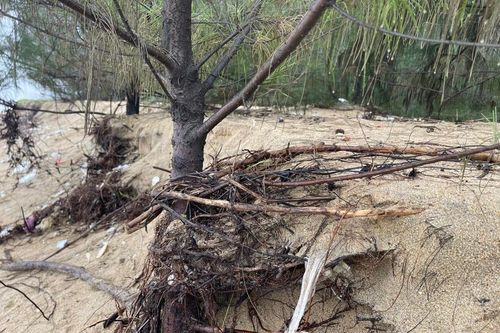 Quảng Ngãi: Lại xuất hiện sạt lở bờ biển, người dân bất an