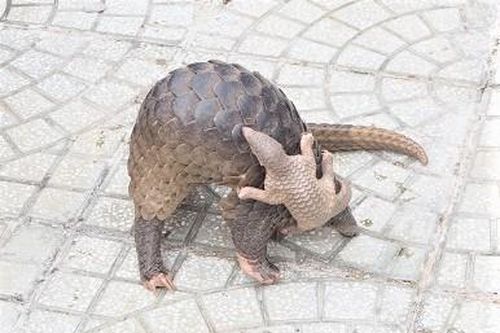 Người dân giao nộp 2 cá thể tê tê Java quý hiếm ở Cà Mau