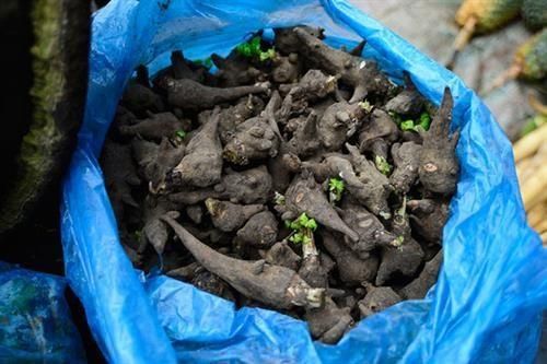 Uống rượu ngâm củ ấu tẩu, người đàn ông suýt chết
