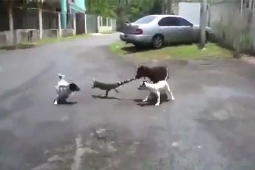 Clip: Cự đà bị 3 chú chó 'tẩn lên bờ xuống ruộng'