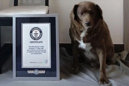 Chú chó già nhất thế giới được Tổ chức Guinness công nhận