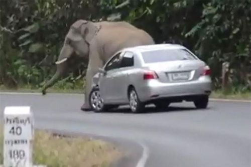 Clip: Kinh hoàng cảnh voi rừng 'nổi điên' đòi đè bẹp ôtô