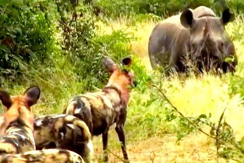 Clip: Bầy chó hoang trả giá đắt cho việc săn tê giác